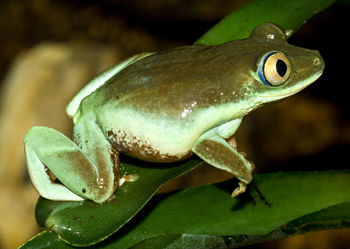 非洲树蛙科(苇蛙科)Hyperoliidae 蓝色动物学